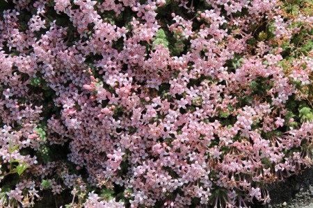 Asperula arcadiensis